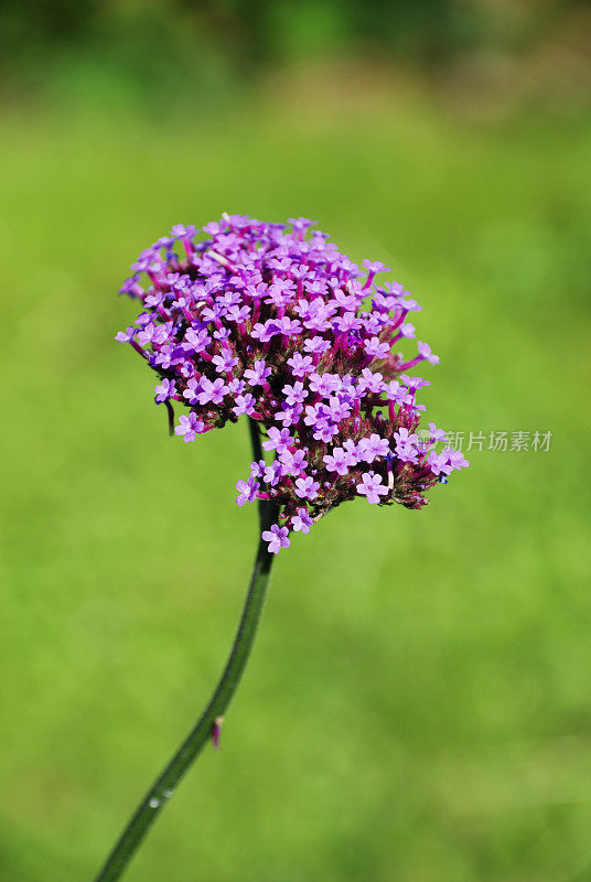 purpletop马鞭草