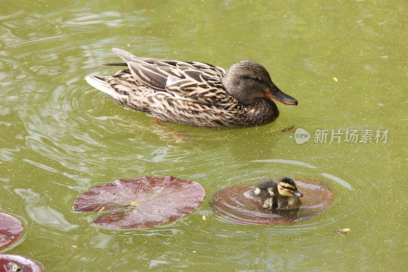 湖上的鸭子