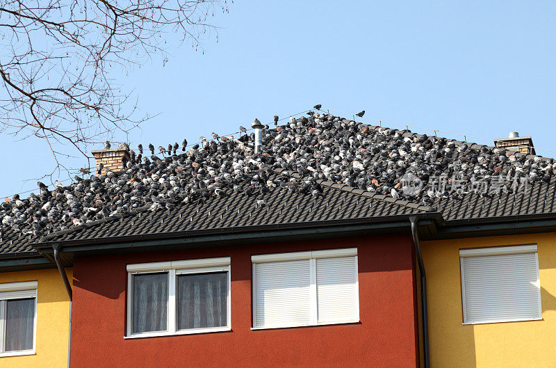 居民楼屋顶上的鸽子