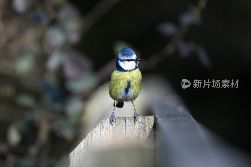 蓝山雀头倾斜