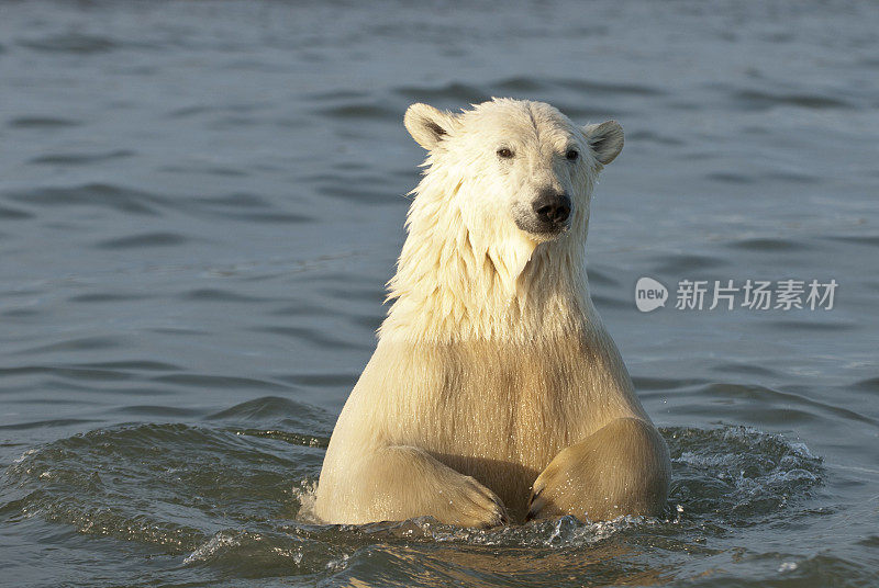 北极熊在水中