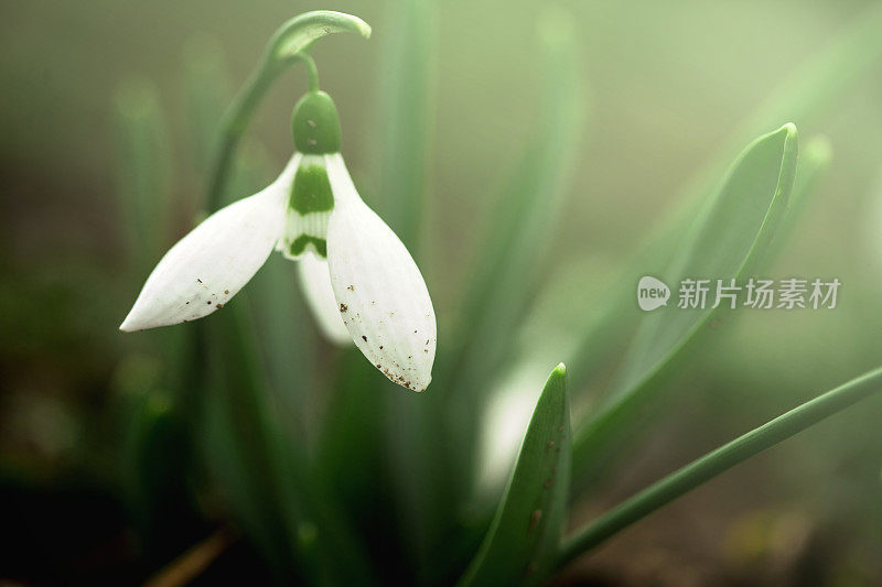 雪花莲