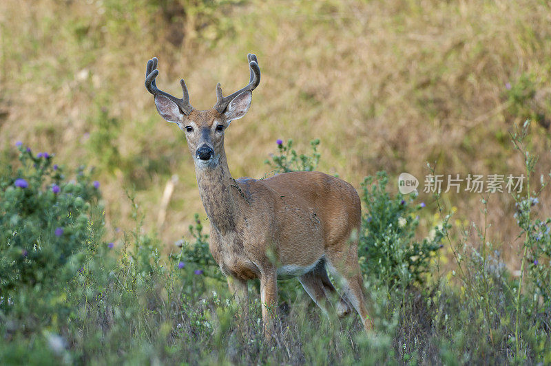 天鹅绒巴克