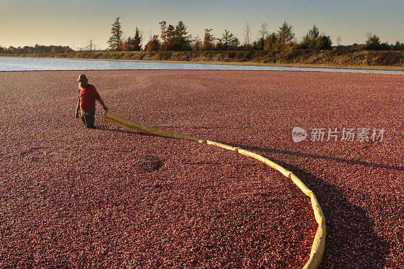 工人在蔓越莓收获与沼泽Boom收集蔓越莓