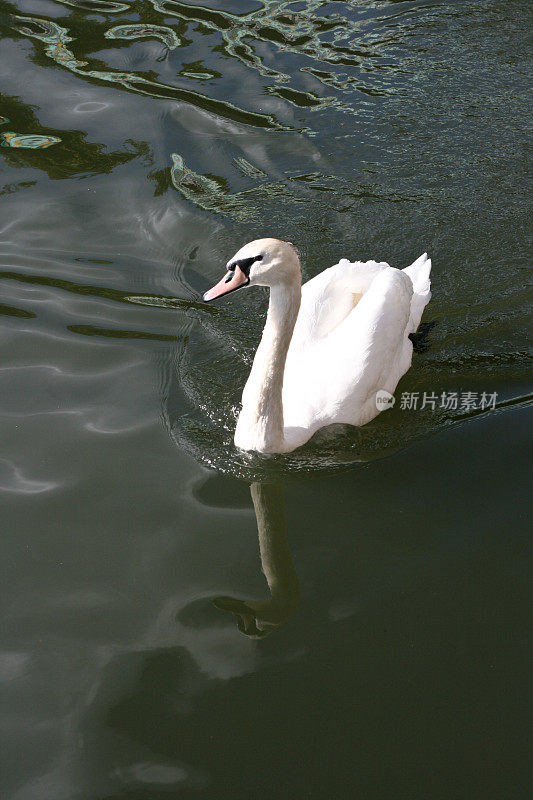 阳光下田园诗般的天鹅在水面上