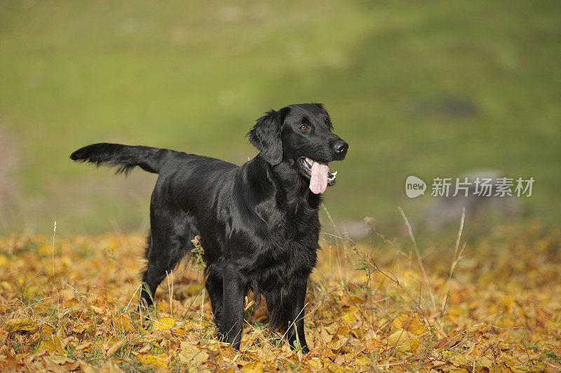 秋天的猎犬