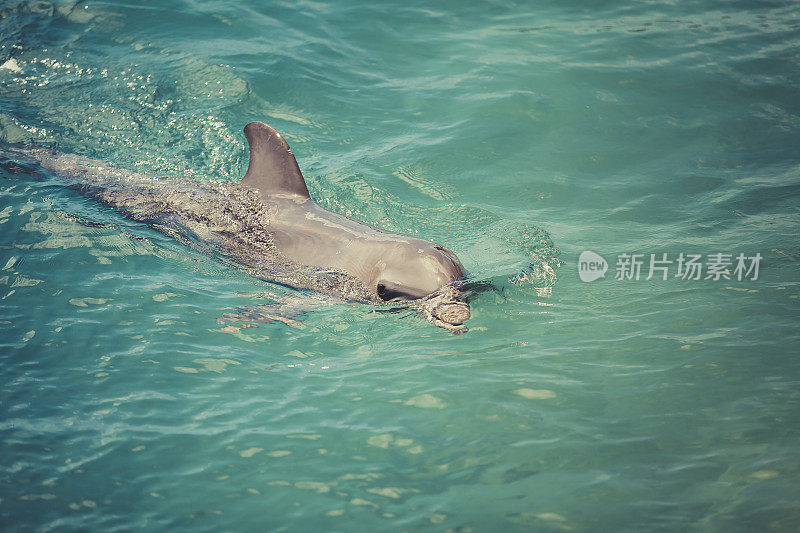 加勒比地区的海豚