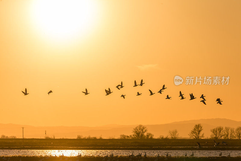 一群沙丘鹤在日落时飞翔，加利福尼亚，美国