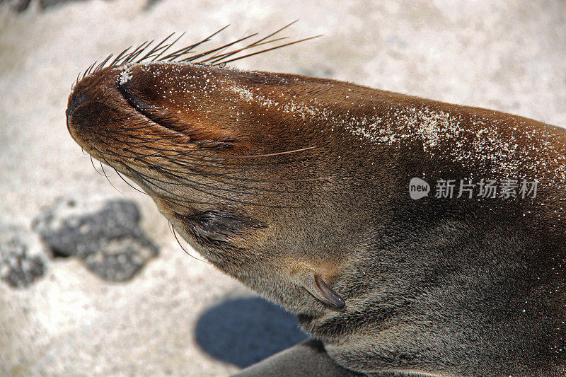 加拉帕戈斯群岛:加?奇诺岛的帕戈斯海狮