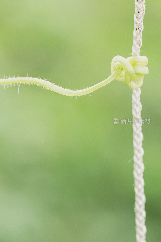 卷须抓紧花园格架