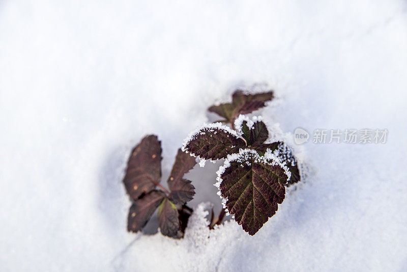 初冬雪地上冻红的叶子