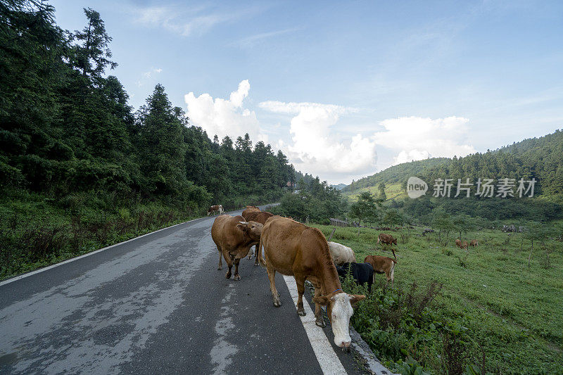 一群奶牛走在山谷里的乡间小路上