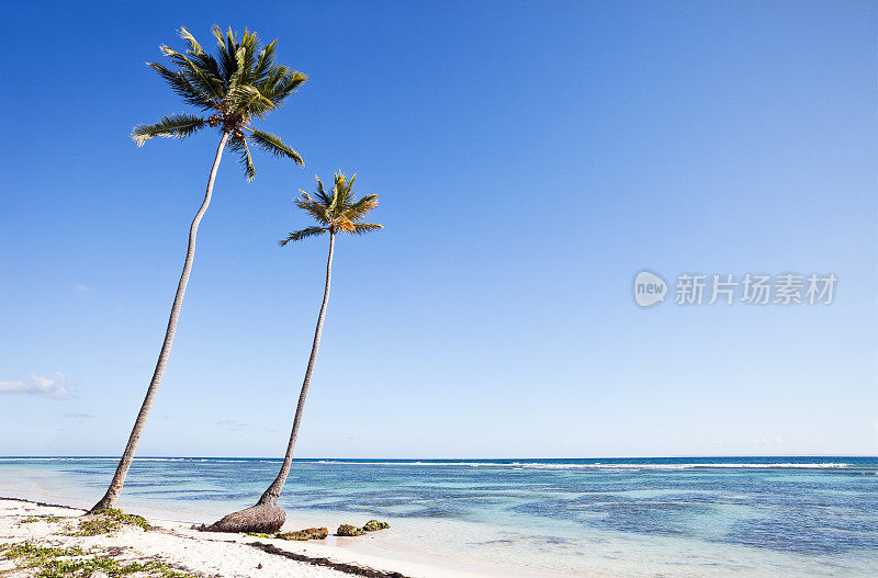 有两颗椰子树的加勒比海海滩