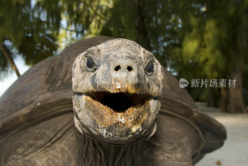亚达伯拉龟日前微笑