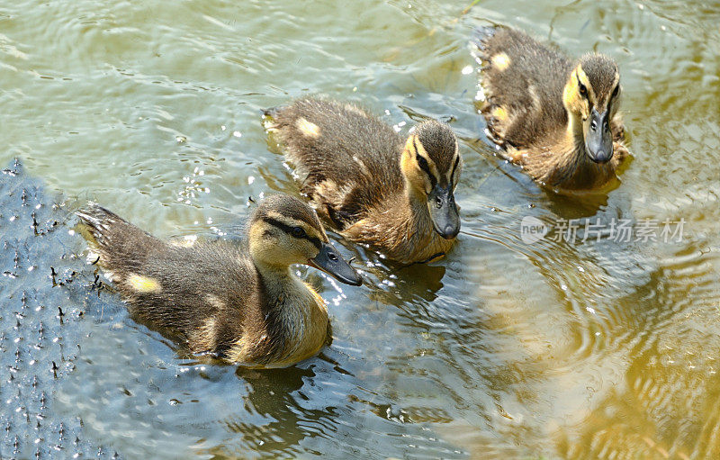 三只小鸭子在湖里游泳