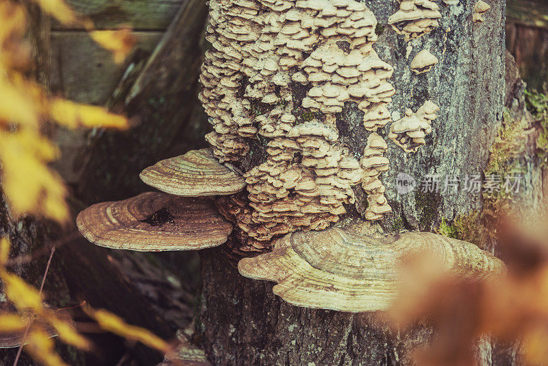 蘑菇在树