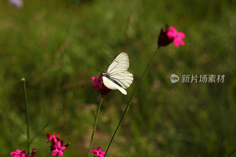 阿波里亚·克拉塔吉