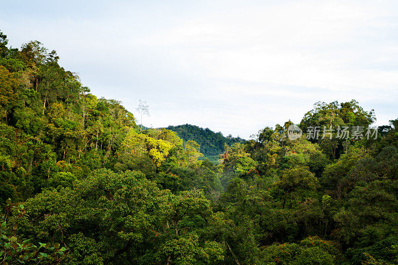 马来西亚的热带雨林