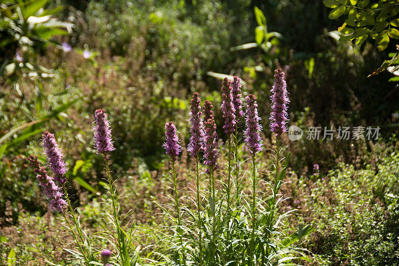 川芎，多茎，混合园林植物背景。