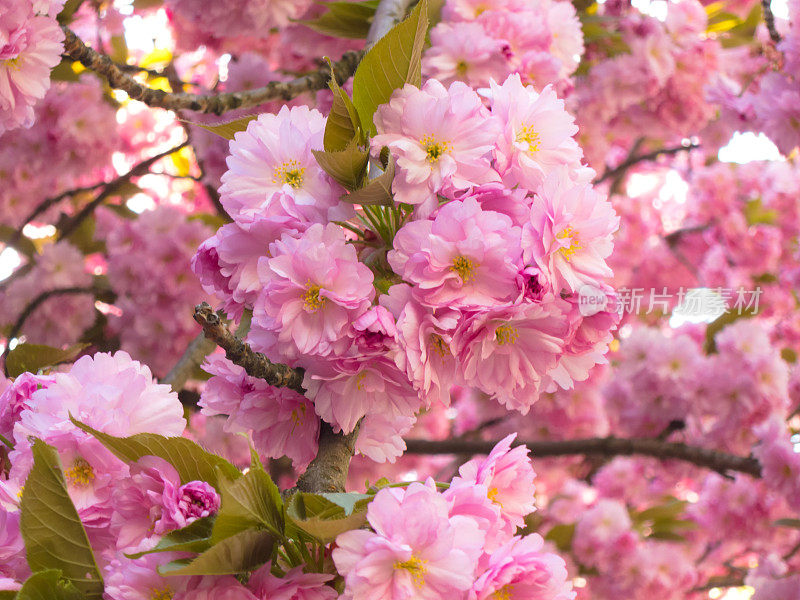 樱花的花