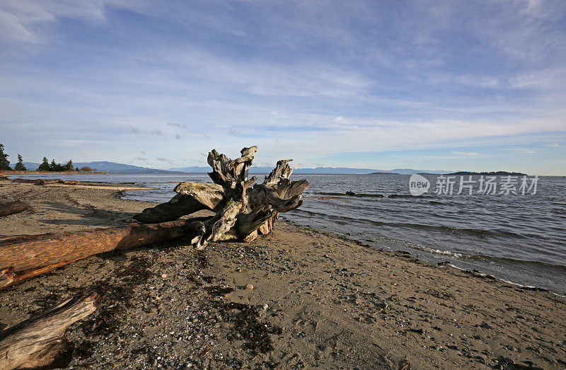 秋天的早晨，加拿大温哥华岛，Parksville海滩上的浮木