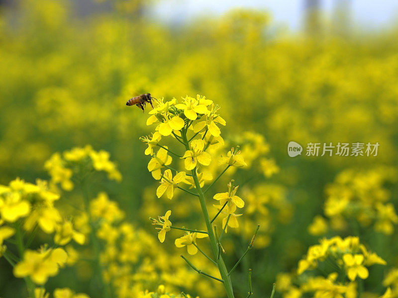 跳舞的蜜蜂