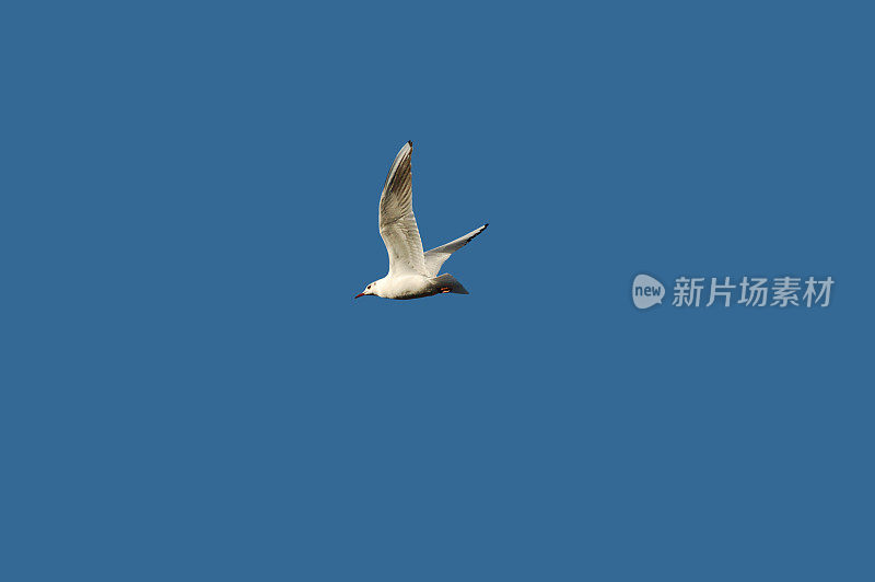 蓝天上孤独的海鸥