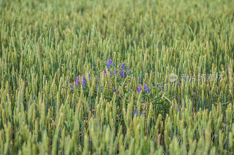 小麦和紫花