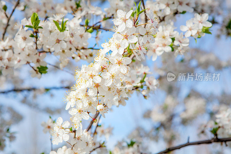 樱花