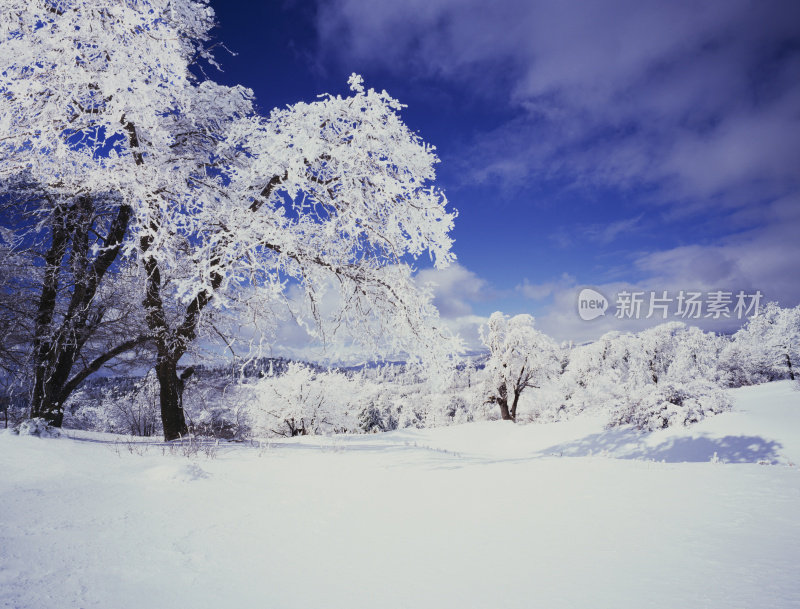 新鲜的冬雪覆盖了橡树