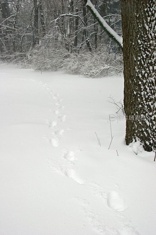 雪地里的脚印