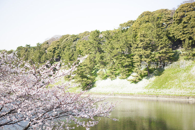 樱花与山川