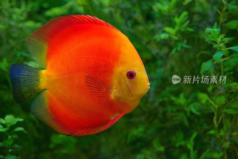 七彩鱼，水族箱中的红色慈鲷科动物