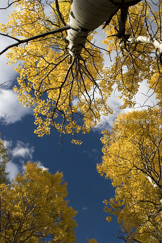 科罗拉多州的秋天的颜色
