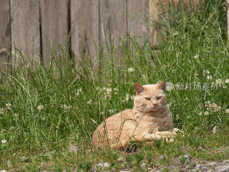 农场院子里的猫