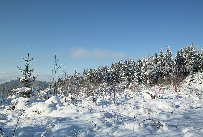下雪的冬天的风景