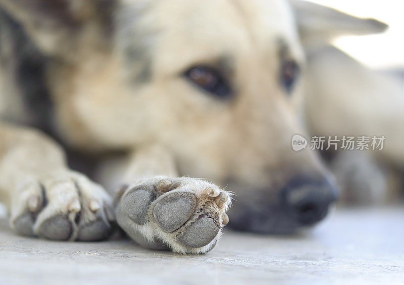 伤爪流浪狗