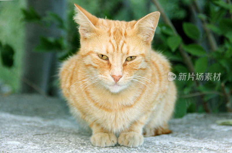 小猫