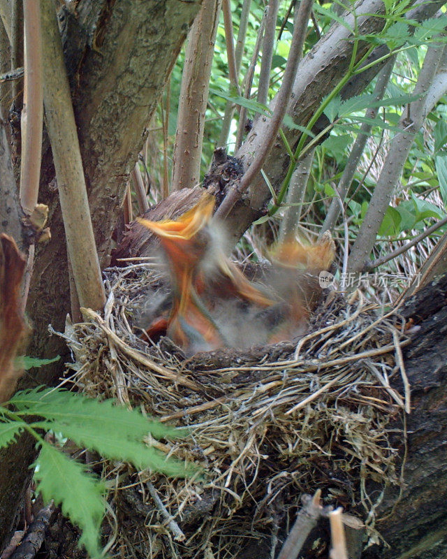 美洲知更鸟新生的雏鸟正在等待食物
