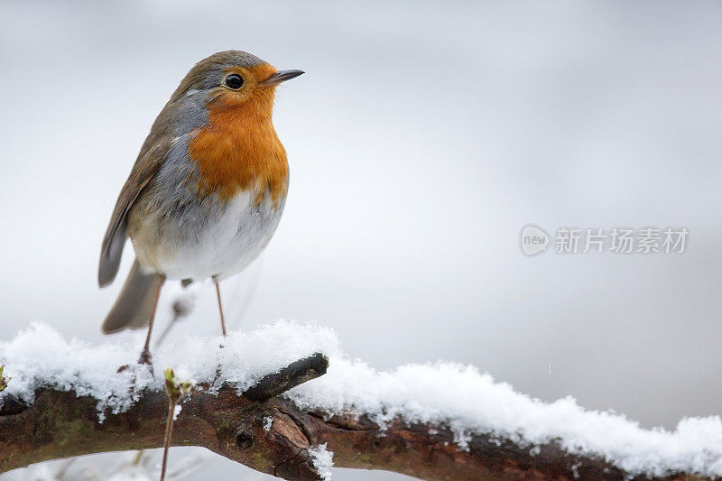 罗宾(红心rubecula)