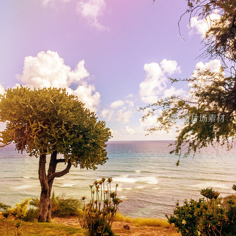 夏威夷岛瓦胡岛宁静的海滩