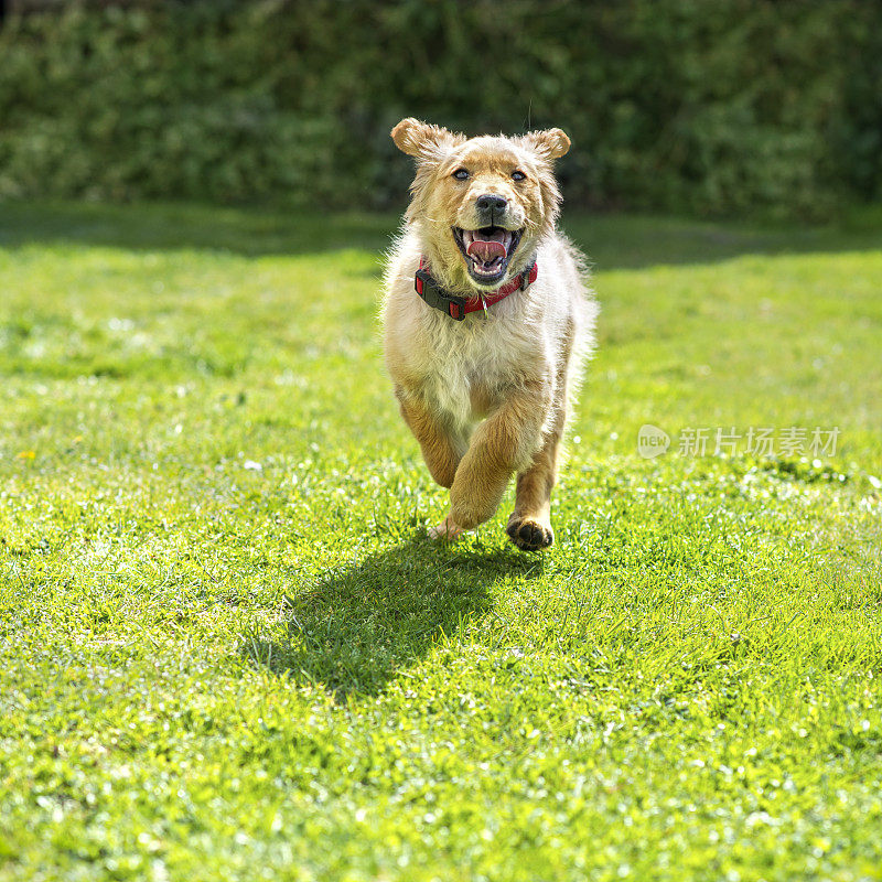 奔跑的金毛猎犬幼犬