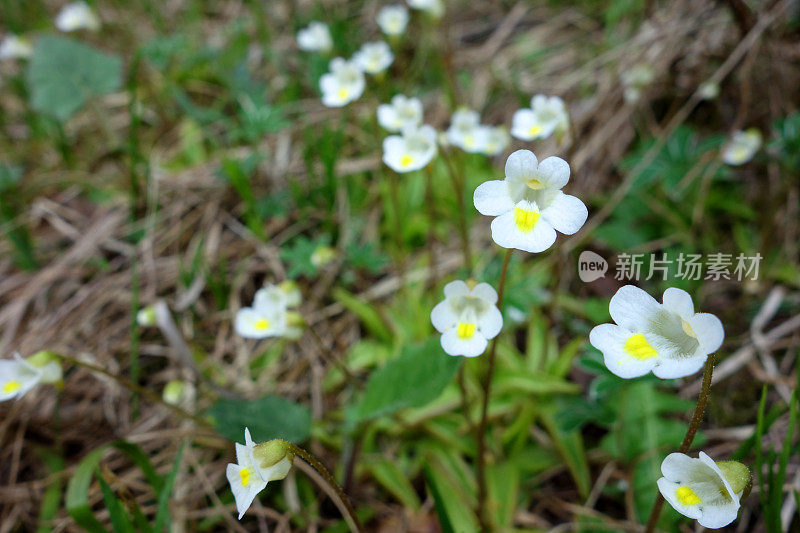 阿尔卑斯黄油麦（平古拉阿尔卑斯山）