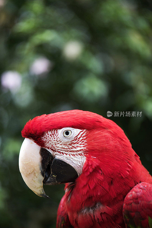 鲜红金刚鹦鹉的特写