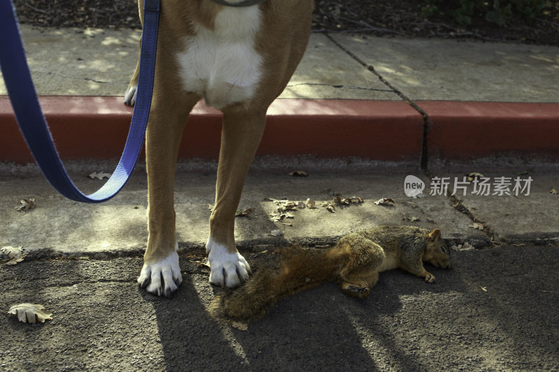 狗和死松鼠