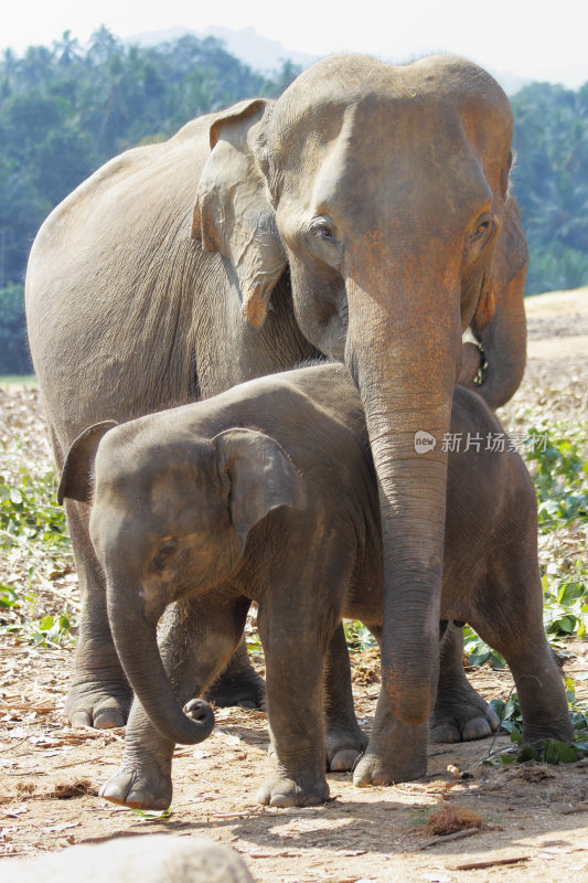 行走在斯里兰卡丛林中的孤儿院象群