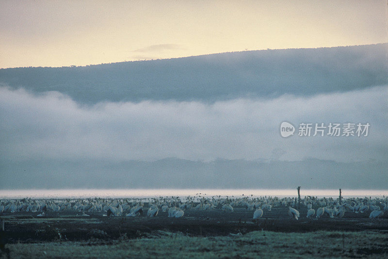 1986年，肯尼亚奈瓦沙湖的黎明鹈鹕和火烈鸟