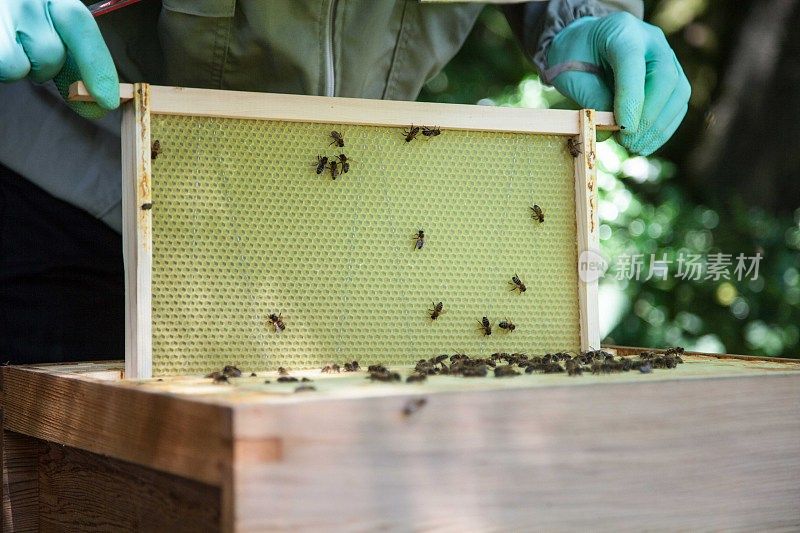养蜂人与蜂巢