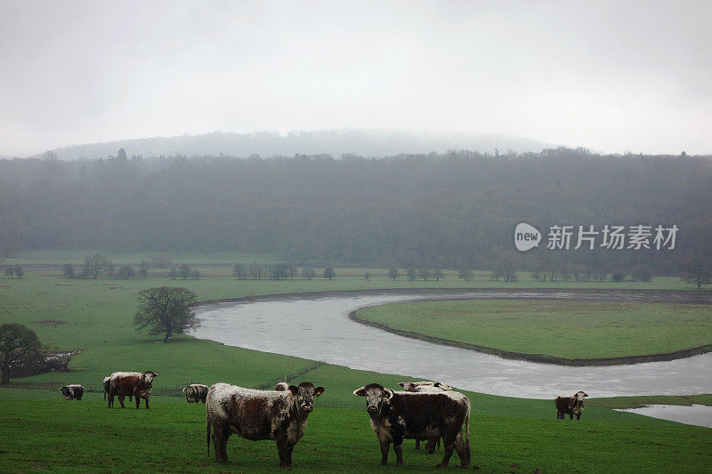 塞文河边的牛。