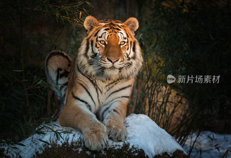 晚上，东北虎躺在雪地上